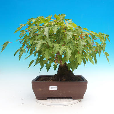 Outdoor bonsai - Acer ginala - Klon ognisty - 1