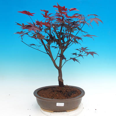 Outdoor bonsai - palma Acer. Atropurpureum-daphnia - 1