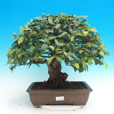 Outdoor bonsai - Glamour GILBRA Jilm habrolist - 1