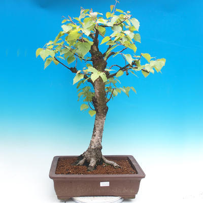 Outdoor bonsai - Biała brzoza - betula - 1