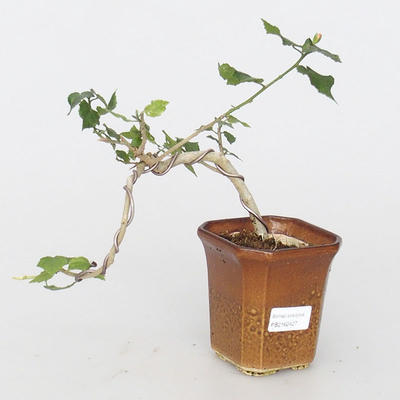 Pokój bonsai - hibiskus o drobnych kwiatach - 1