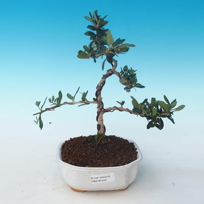 Kryty bonsai - Olea europaea sylvestris -Oliva Europejski mały liść PB2191242 - 1