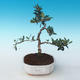 Kryty bonsai - Olea europaea sylvestris -Oliva Europejski mały liść PB2191242 - 1/5