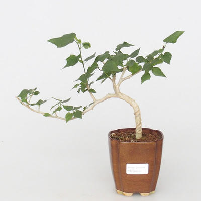 Pokój bonsai - hibiskus o drobnych kwiatach - 1