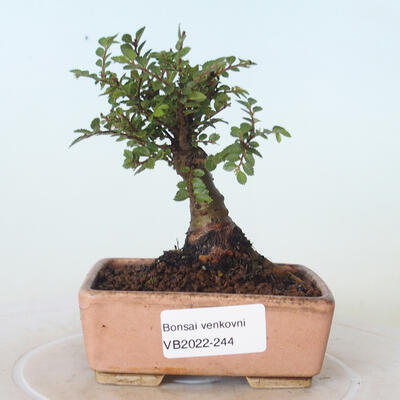 Bonsai zewnętrzne - Ulmus parvifolia SAIGEN - Wiąz drobnolistny - 1