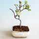 Outdoor bonsai - Malus sargentii - Jabłoń drobnoowocowa - 1/4