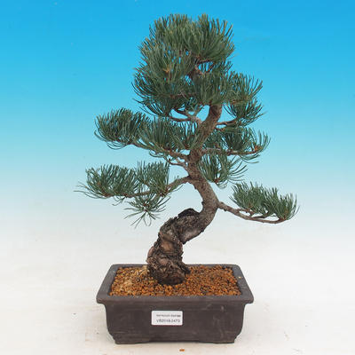 Outdoor bonsai - Pinus parviflora Glauca - Sosna