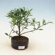 Bonsai do wnętrz - Gardenia jasminoides-Gardenia - 1/2