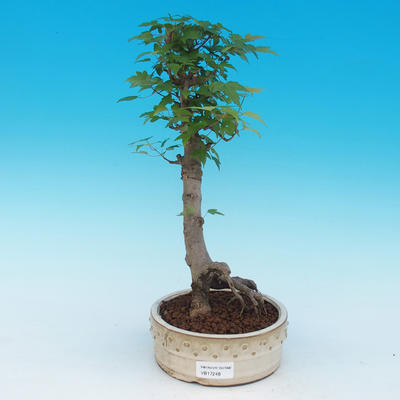 Outdoor bonsai - buergerianum Klon - Klon Bürgera