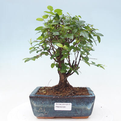 bonsai Room - Sagerécie Thea - Sagerécie Thea - 1