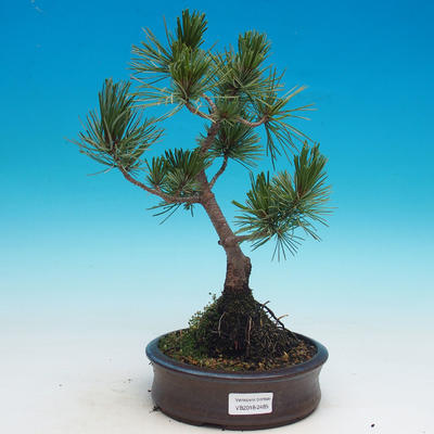 Outdoor bonsai - Pinus parviflora - Mała sosna