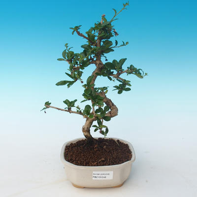 Kryty bonsai - Carmona macrophylla - Tea fuki 405-PB2191248 - 1