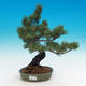 Outdoor bonsai - Pinus parviflora - Mała sosna - 1/2