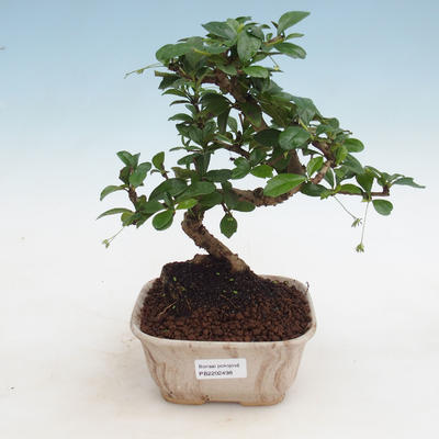 Bonsai do wnętrz - Carmona macrophylla - Herbata Fuki - 1