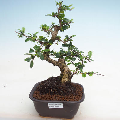 Kryty bonsai - Carmona macrophylla - herbata Fuki PB2201241 - 1
