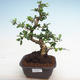 Kryty bonsai - Carmona macrophylla - herbata Fuki PB2201241 - 1/5