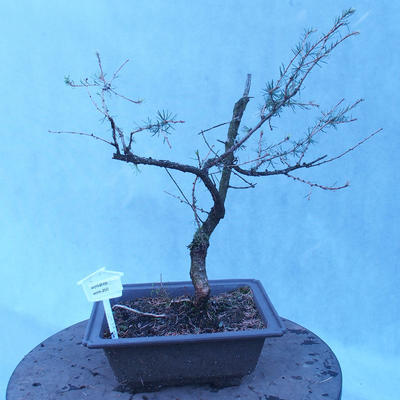 Yamadori - Modrzew liściastych - Larix decidua - 1