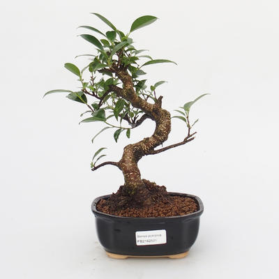 Pokój bonsai - kimono Ficus - mały ficus