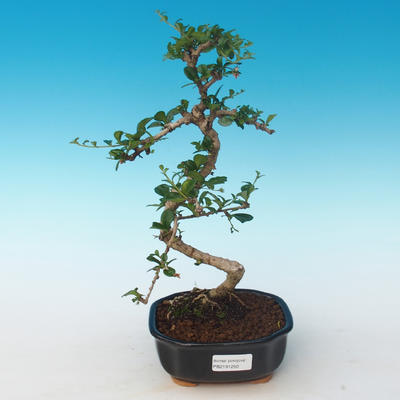 Kryty bonsai - Carmona macrophylla - Tea fuki 405-PB2191250 - 1