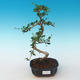 Kryty bonsai - Carmona macrophylla - Tea fuki 405-PB2191250 - 1/5