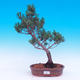Outdoor bonsai -Borovice drobnokvětá - Pinus parviflora glauca - 1/6