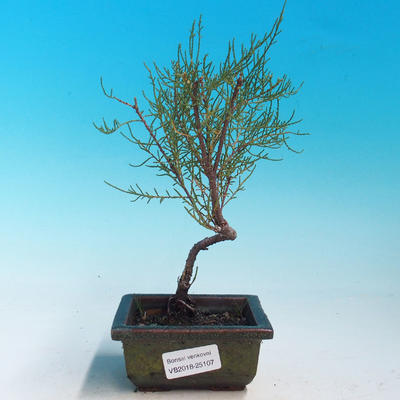 Outdoor bonsai - Tamaris parviflora Small Tamarisk - 1