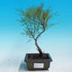 Outdoor bonsai - Tamaris parviflora Small Tamarisk - 1/2