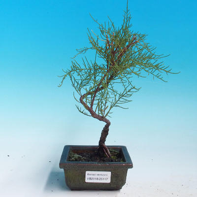 Outdoor bonsai - Tamaris parviflora Small Tamarisk - 1