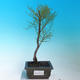 Outdoor bonsai - Tamaris parviflora Small Tamarisk - 1/2