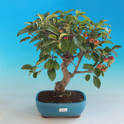 Outdoor bonsai - Malus halliana - jabłoń Malplate - 1