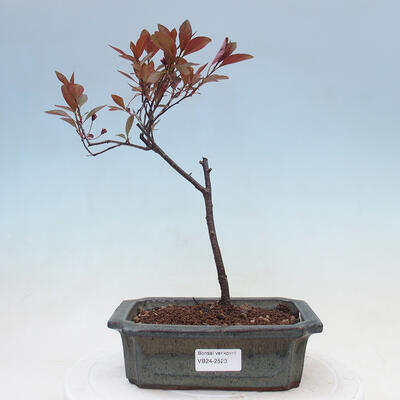 Bonsai zewnętrzne - Prunus ceras Nigra - Śliwa - 1