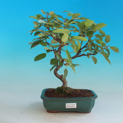 Outdoor bonsai - Malus halliana - jabłoń Malplate - 1