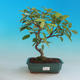 Outdoor bonsai - Malus halliana - jabłoń Malplate - 1/4