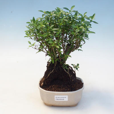 Kryty bonsai - Serissa foetida - Drzewo Tysiąca Gwiazd - 1
