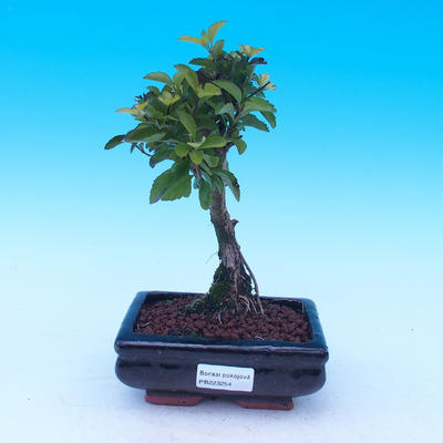 Pokój bonsai - Duranta erecta Aurea - 1