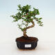 Pokój bonsai - Carmona macrophylla - Herbata Fuki - 1/5