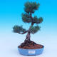 Outdoor bonsai -Borovice drobnokvětá - Pinus parviflora glauca - 1/7