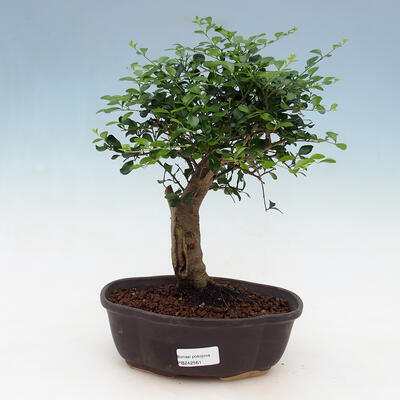 Indoor bonsai -Ligustrum retusa - dziób ptaka drobnolistnego - 1