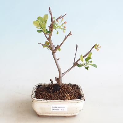 Outdoor bonsai - Malus sargentii - Jabłoń drobnoowocowa - 1