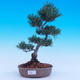 Outdoor bonsai -Borovice drobnokvětá - Pinus parviflora glauca - 1/6