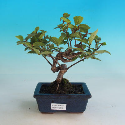 Outdoor bonsai-Ulmus Glabra-Solidny sztywny - 1