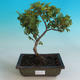 Outdoor bonsai-Ulmus Elegantissima Jack. Hillier-Jílm elegancki - 1/2