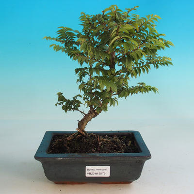 Outdoor bonsai-Ulmus Elegantissima Jack. Hillier-Jílm elegancki - 1