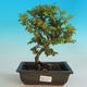 Outdoor bonsai-Ulmus Elegantissima Jack. Hillier-Jílm elegancki - 1/2