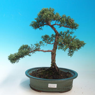 Outdoor bonsai-Juniperus chinenssis-chiński jałowiec