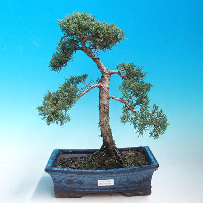 Outdoor bonsai-Juniperus chinenssis-chiński jałowiec