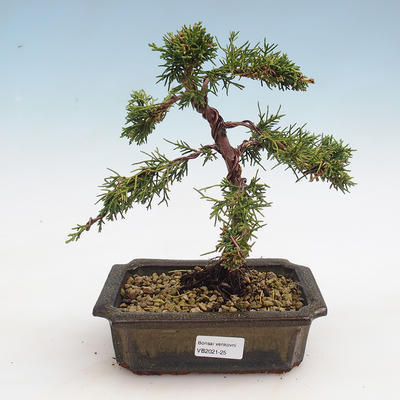Outdoor bonsai - Juniperus chinensis - chiński jałowiec