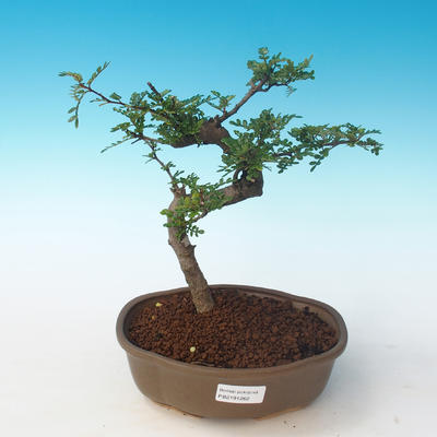 Kryty bonsai - Zantoxylum piperitum - Drzewo pieprzowe PB2191262 - 1