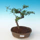 Kryty bonsai - Zantoxylum piperitum - Drzewo pieprzowe PB2191262 - 1/4