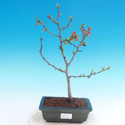 Outdoor bonsai - Chaneomeles japonica - Pigwa japońska - 1